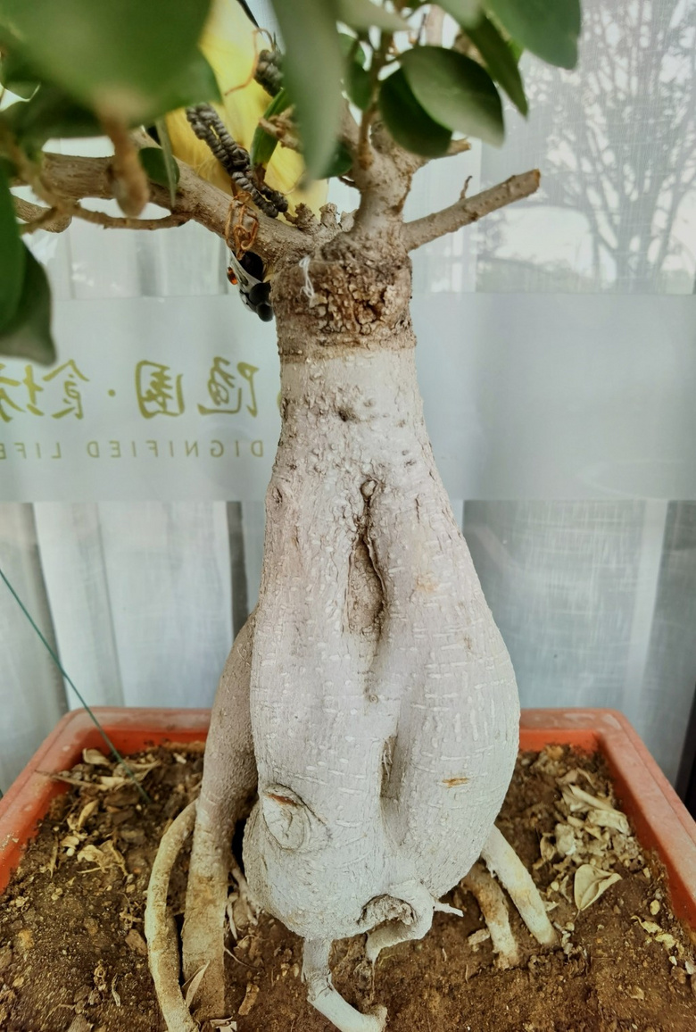 辰cСƷ