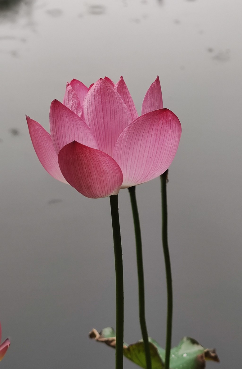 郭庄荷花