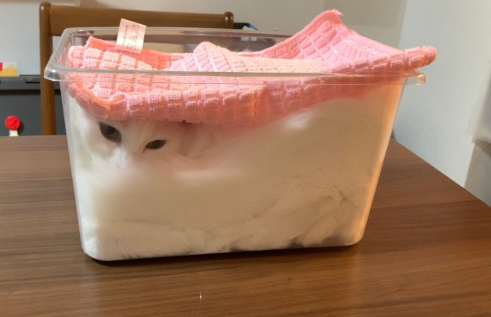 “想吃我家的鮮奶吐司貓嗎？剛出鍋那種！”