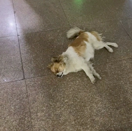 校犬在圖書館暴斃，保安正準備用麻袋收尸，結(jié)果……什么鬼哈哈哈