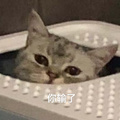 鿴ß