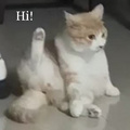 鿴ß