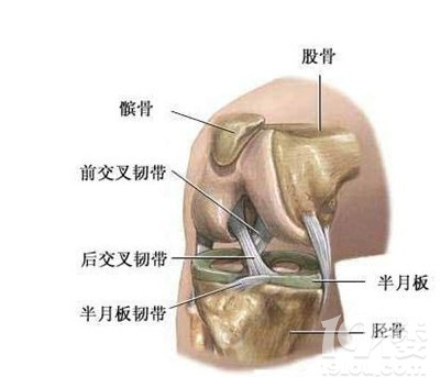 半月板是什么部位