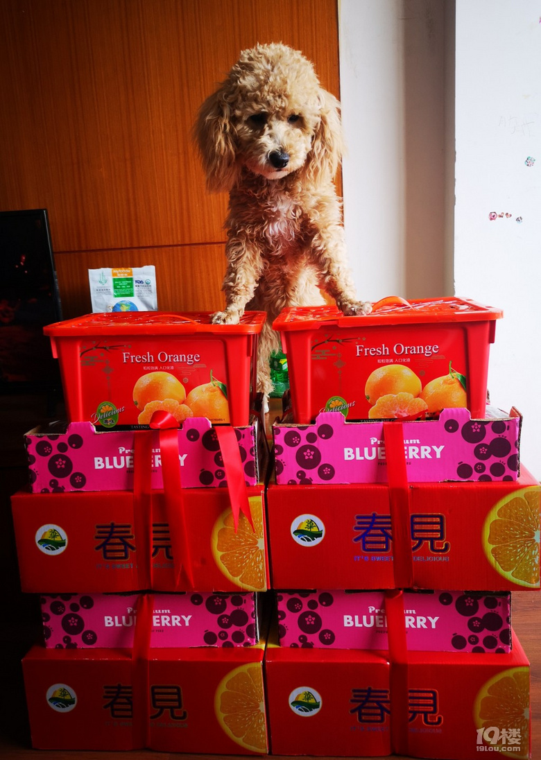 養(yǎng)狗狗前學(xué)會這4點(diǎn)知識，不僅能救下你的狗命，還能為你省心省錢