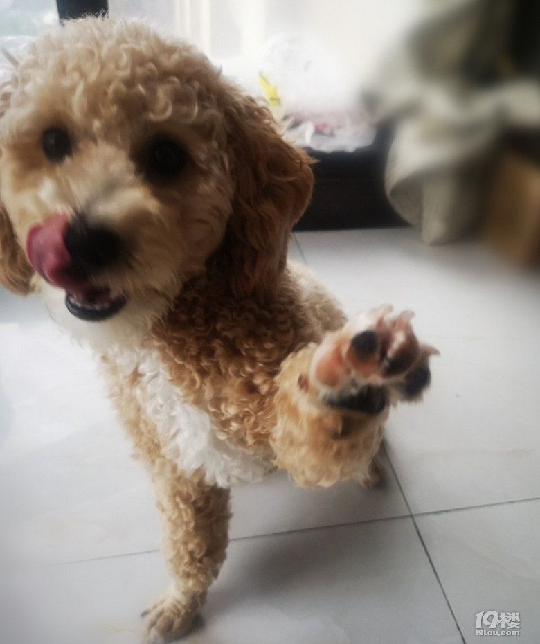 養(yǎng)狗狗前學(xué)會這4點(diǎn)知識，不僅能救下你的狗命，還能為你省心省錢