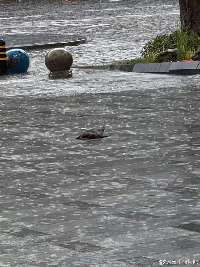 暴雨來襲！那只經常喂的流浪貓，再也見不到了…