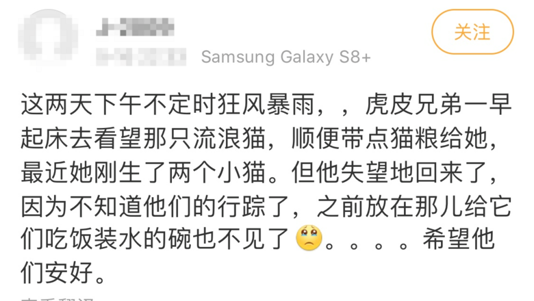 暴雨來襲！那只經常喂的流浪貓，再也見不到了…