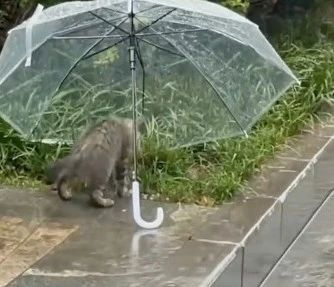 暴雨來襲！那只經常喂的流浪貓，再也見不到了…