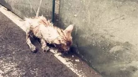 暴雨來襲！那只經常喂的流浪貓，再也見不到了…
