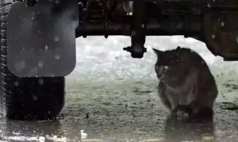 暴雨來襲！那只經常喂的流浪貓，再也見不到了…