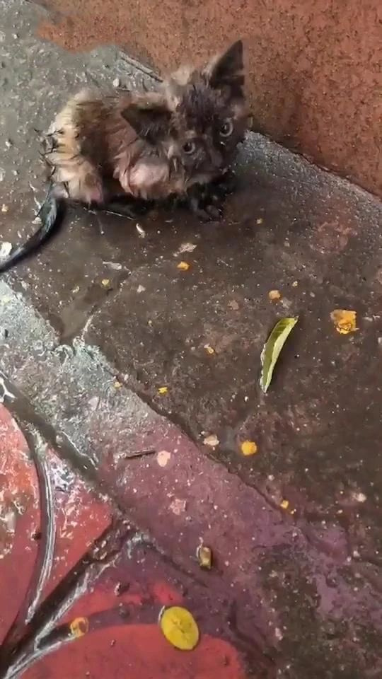 暴雨來襲！那只經常喂的流浪貓，再也見不到了…