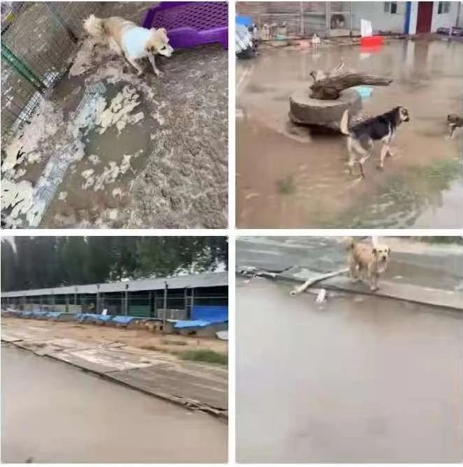 暴雨來襲！那只經常喂的流浪貓，再也見不到了…
