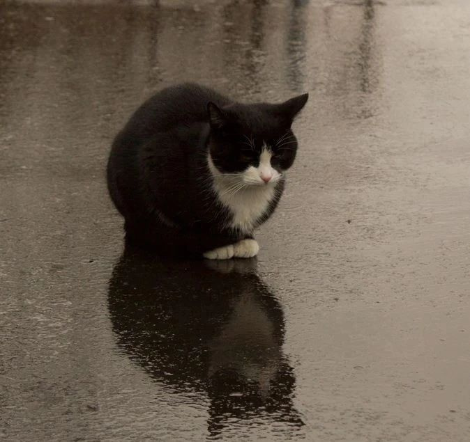 暴雨來襲！那只經常喂的流浪貓，再也見不到了…
