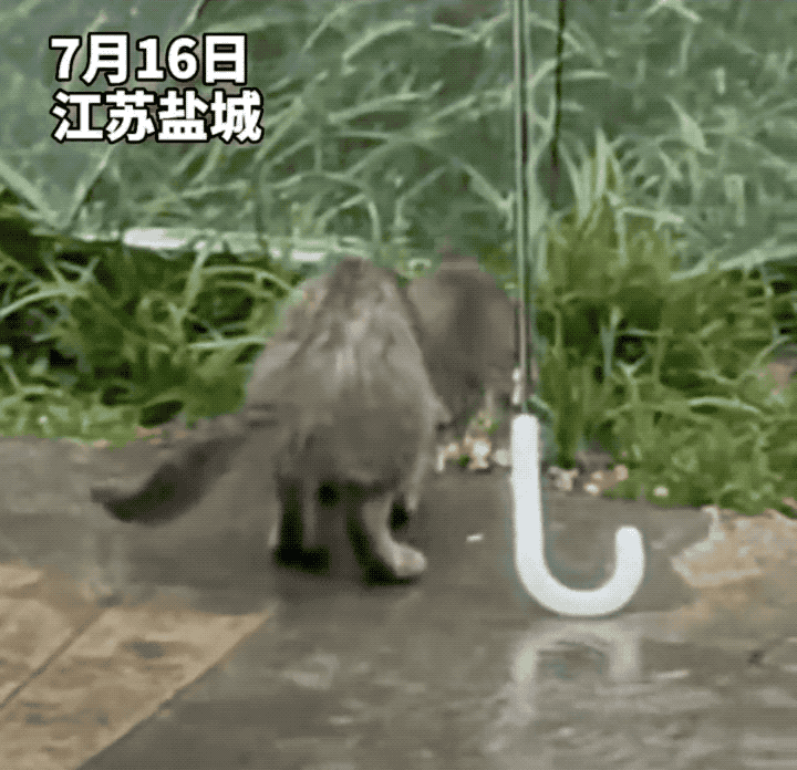 暴雨來襲！那只經常喂的流浪貓，再也見不到了…