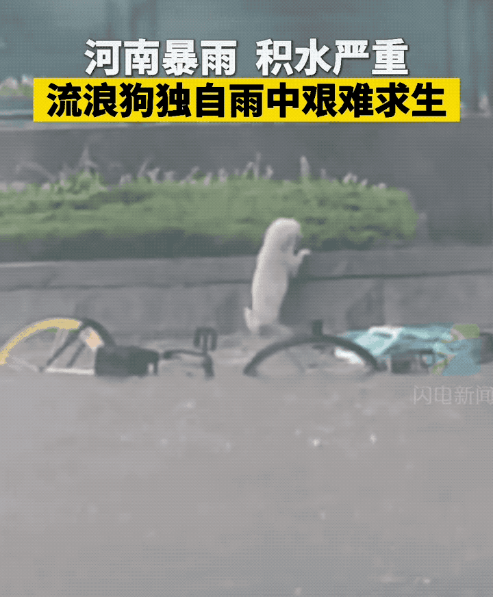 暴雨來襲！那只經常喂的流浪貓，再也見不到了…