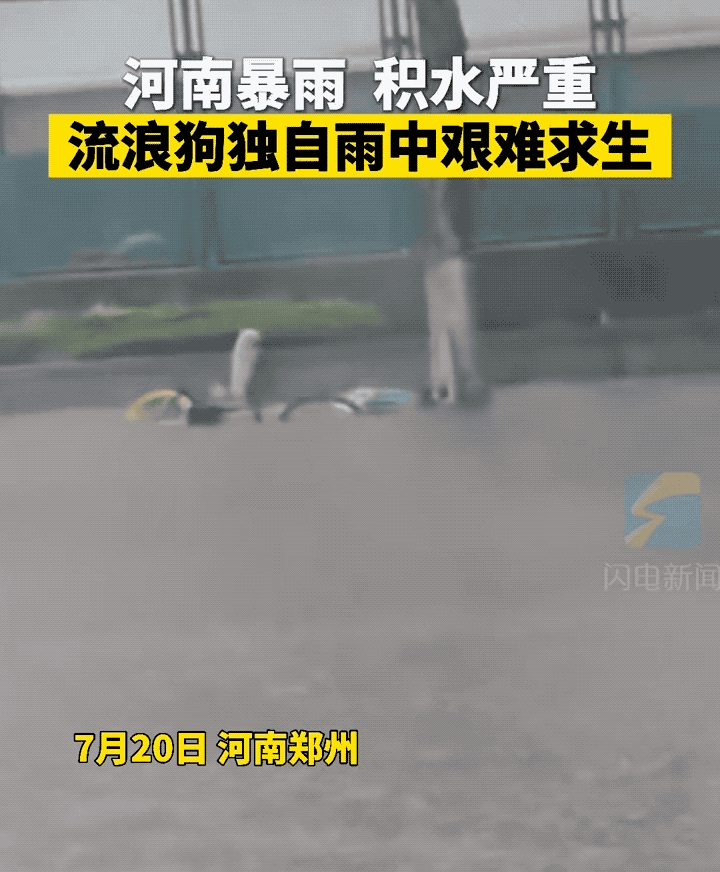 暴雨來襲！那只經常喂的流浪貓，再也見不到了…