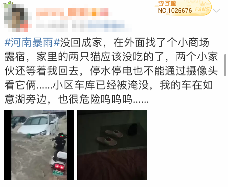 暴雨來襲！那只經常喂的流浪貓，再也見不到了…