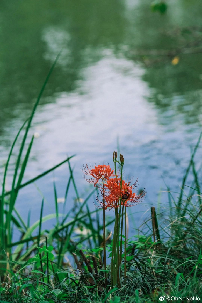 西湖哪里的石蒜花最好拍？