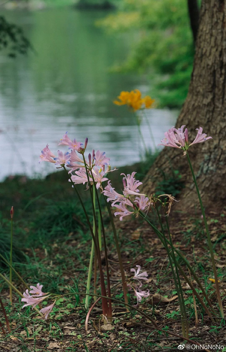 西湖哪里的石蒜花最好拍？