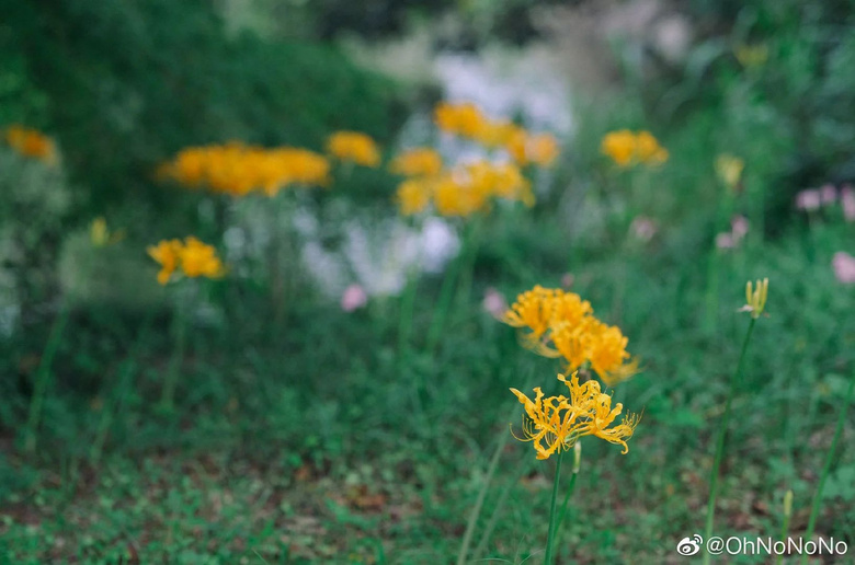 西湖哪里的石蒜花最好拍？