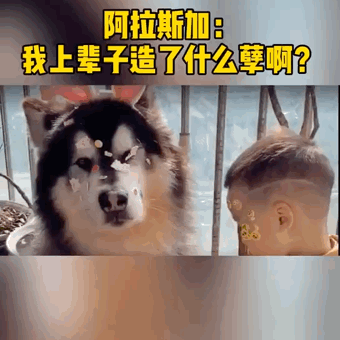 聽到熊孩子要開學(xué)，狗子殷勤的開門歡送：趕緊走吧你！哈哈哈