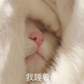 鿴ß