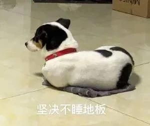 主人忘記把柯基睡覺的毯子打開，狗子睡的好委屈哈哈哈！