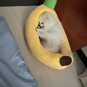 主人忘記把柯基睡覺的毯子打開，狗子睡的好委屈哈哈哈！