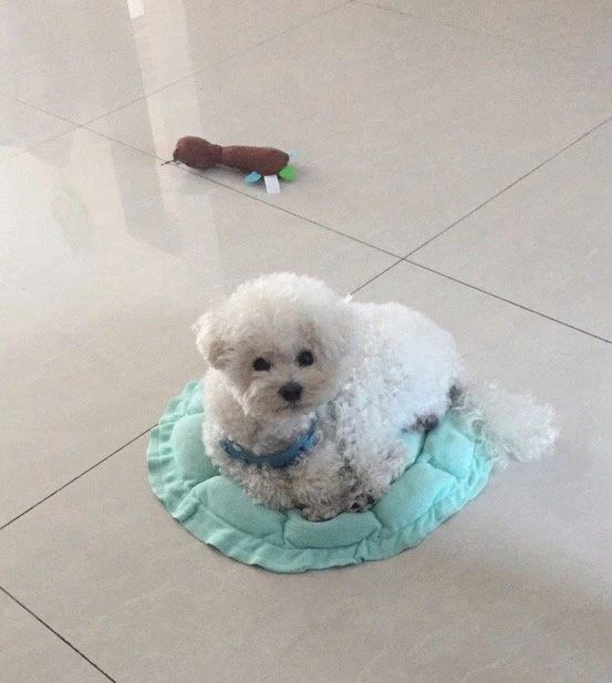主人忘記把柯基睡覺的毯子打開，狗子睡的好委屈哈哈哈！