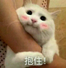流浪小奶貓躲雨成“網(wǎng)紅” ：別趕我走，就一會兒....