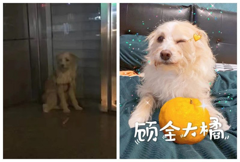 流浪小奶貓躲雨成“網(wǎng)紅” ：別趕我走，就一會兒....