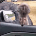鿴ß