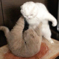 鿴ß