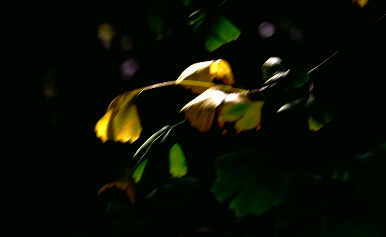Ո