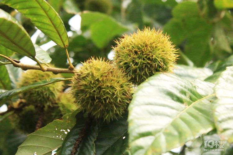 秋天的板栗yyds！沂蒙老樹板栗39元3斤糯又甜