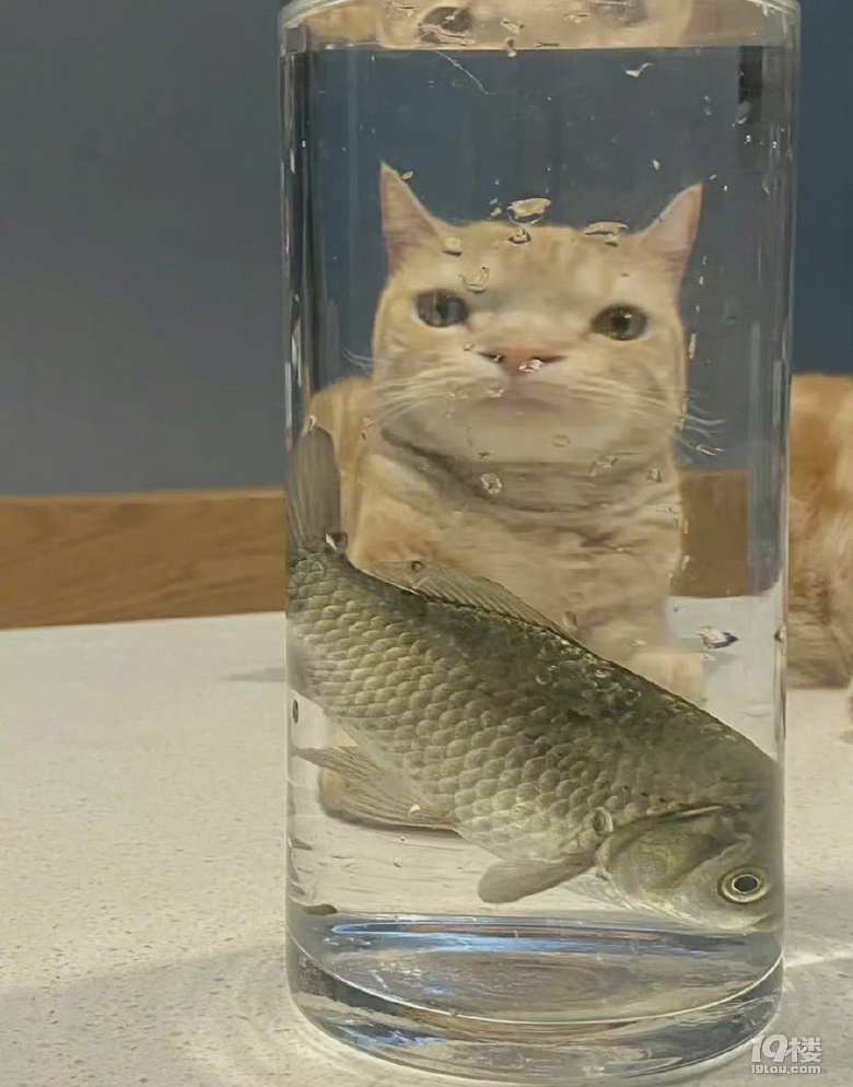 魚(yú)眼中的小貓咪是什么樣的