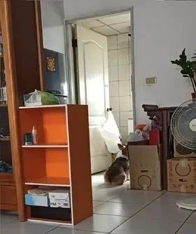 狗子：“水開了你聽不到嗎��？這個家只有我在操心！”