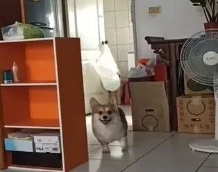 狗子：“水開了你聽不到嗎��？這個家只有我在操心！”