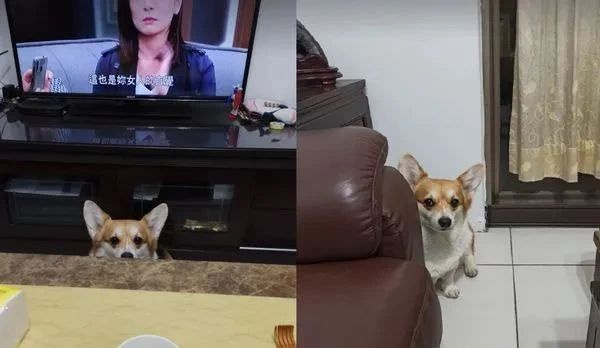 狗子：“水開了你聽不到嗎��？這個家只有我在操心！”