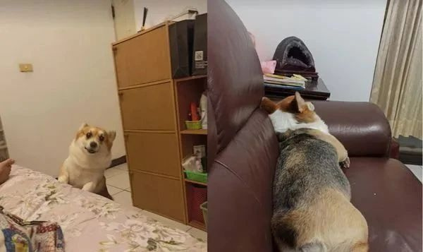 狗子：“水開了你聽不到嗎！？這個家只有我在操心！”