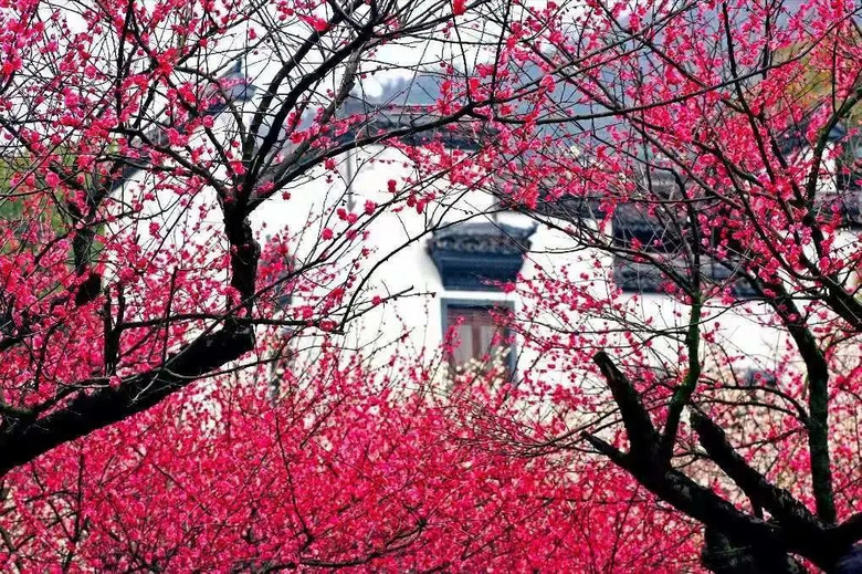 新一股冷空气要来了预计气温持续偏低今年杭州第一朵梅花开了