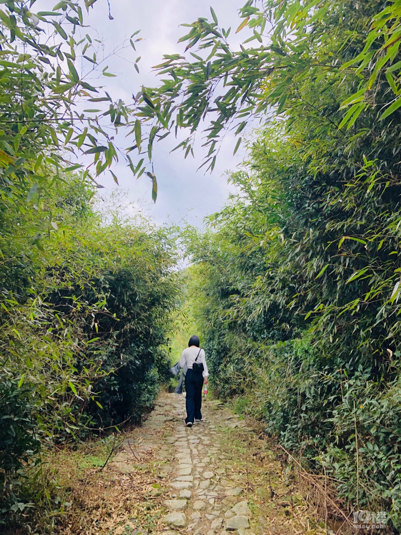 「周末去哪兒玩」徒步千畝高山茶場走浙東“小武功山”