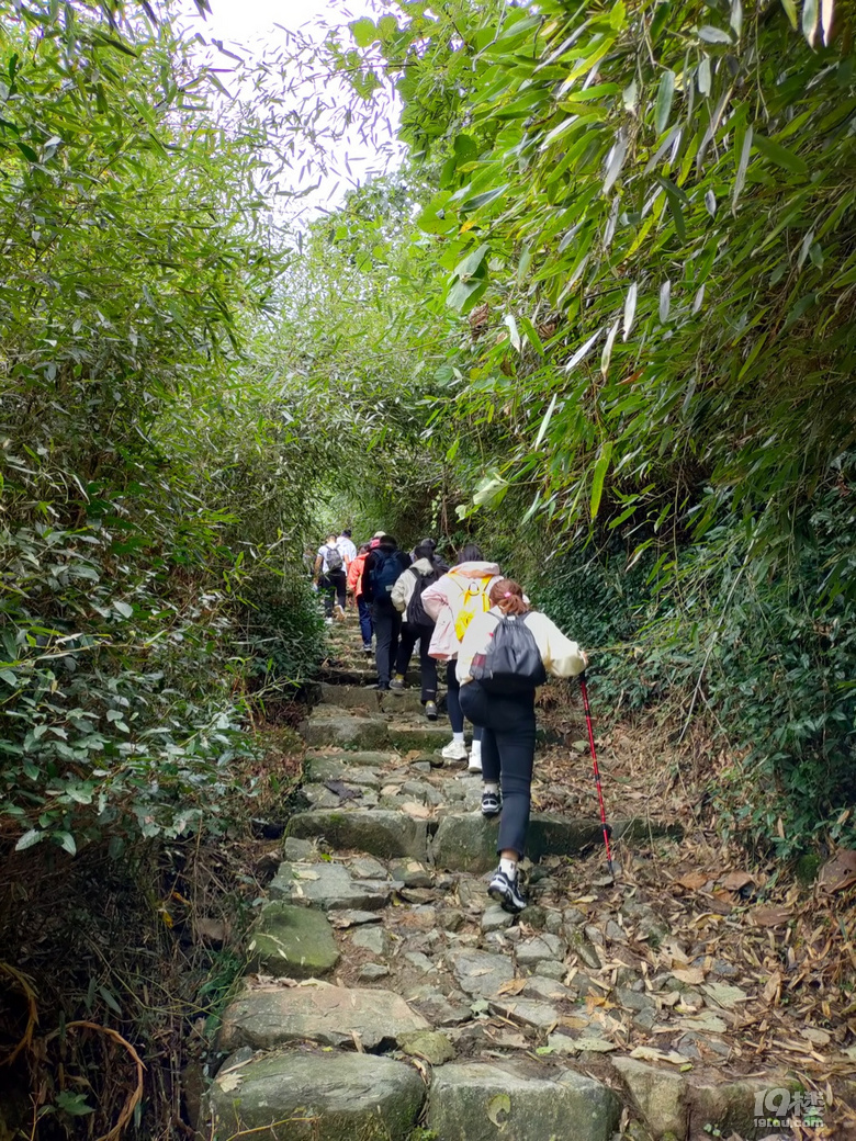 「周末去哪兒玩」徒步千畝高山茶場走浙東“小武功山”