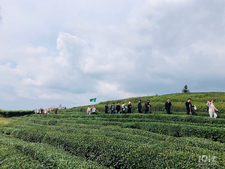 「周末去哪兒玩」徒步千畝高山茶場走浙東“小武功山”