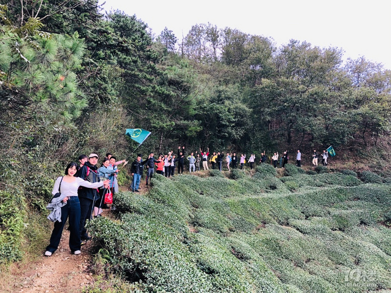 「周末去哪兒玩」徒步千畝高山茶場走浙東“小武功山”