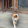 鿴ß