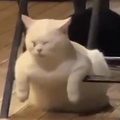鿴ß