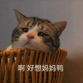 鿴ß