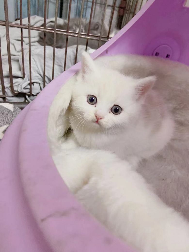 а_؈һֻL_һֻɂ