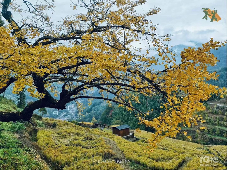 「周末去哪兒玩」11.7｜一起去看指南秋天的景色